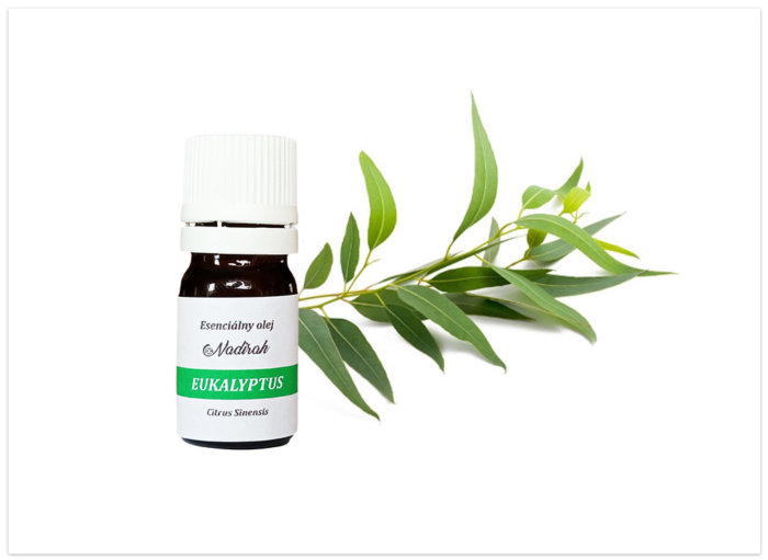Esenciálny olej eukalyptus. nový